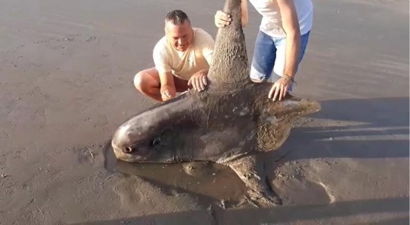 Peixe-lua morre encalhado na Praia do Coqueiro, em Luís Correia (PI) — Foto: Reprodução