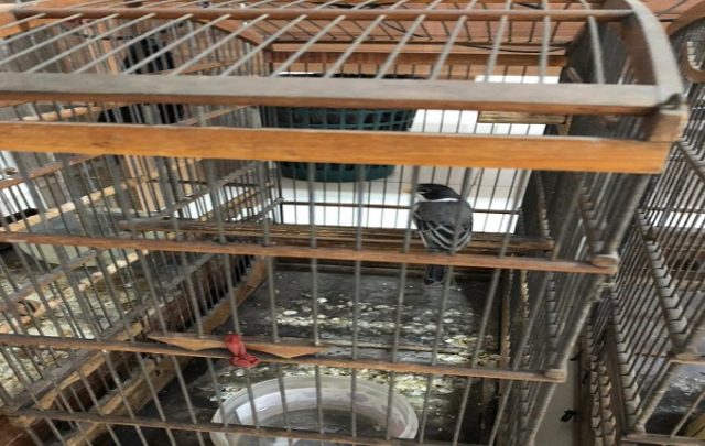 Pássaros foram soltos