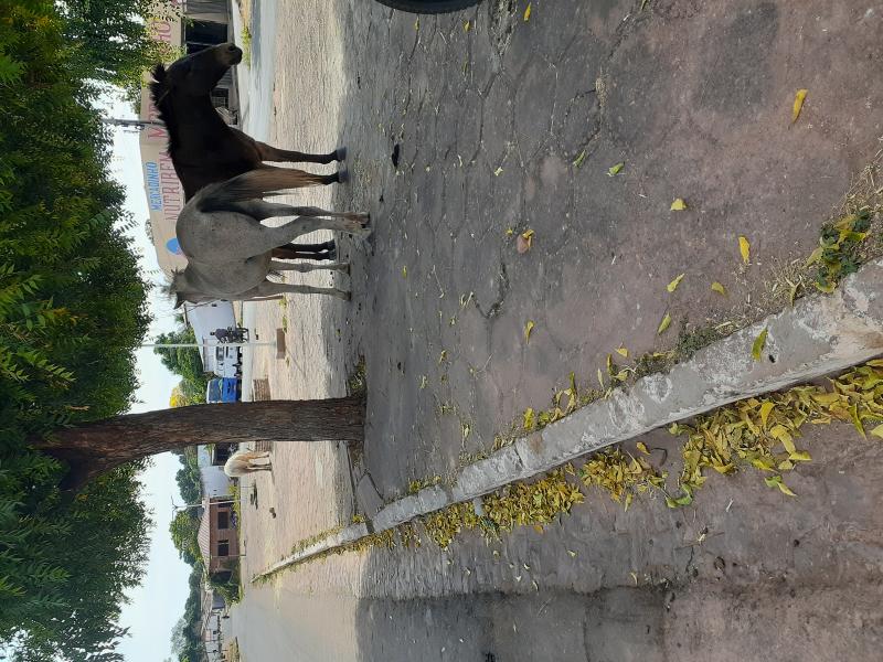 Fotos: Divulgação 