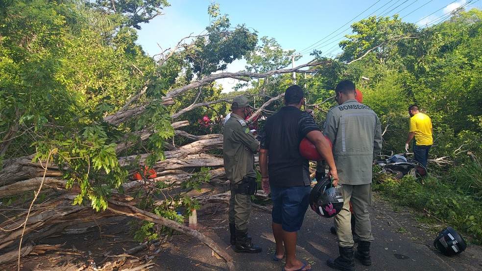 Árvore cai e mata motociclista na zona rural de Teresina — Foto: Laura Moura/g1 PI
