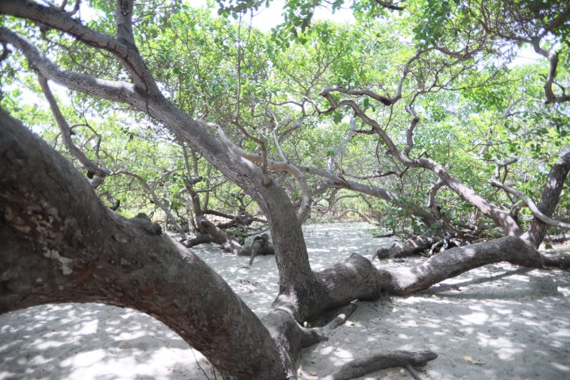 Foto: Reprodução/Secom Piauí
