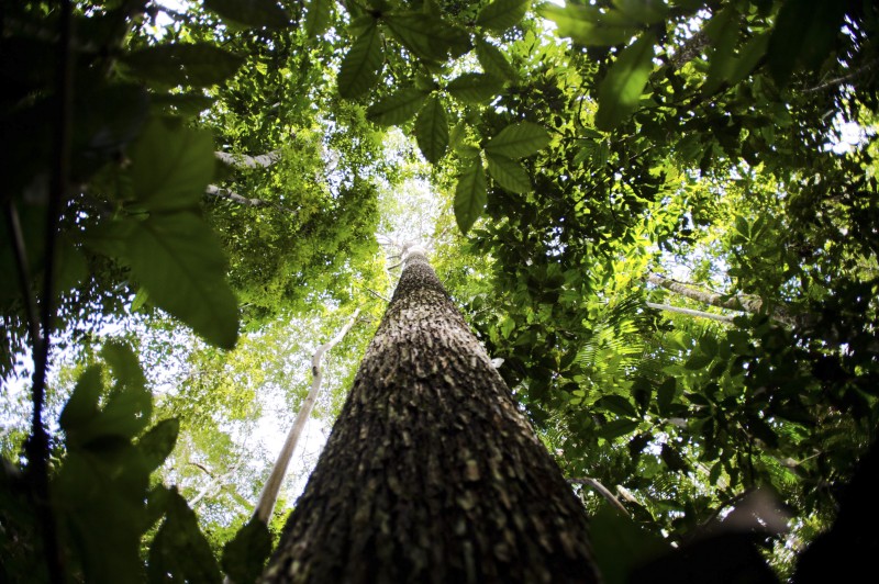 Amazônia terá sistema de dados sobre gases de efeito estufa