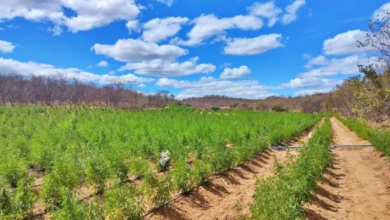 Polícia encontra plantação de maconha na zona rural de Canto do Buriti, no Piauí — Foto: PM/ Divulgação