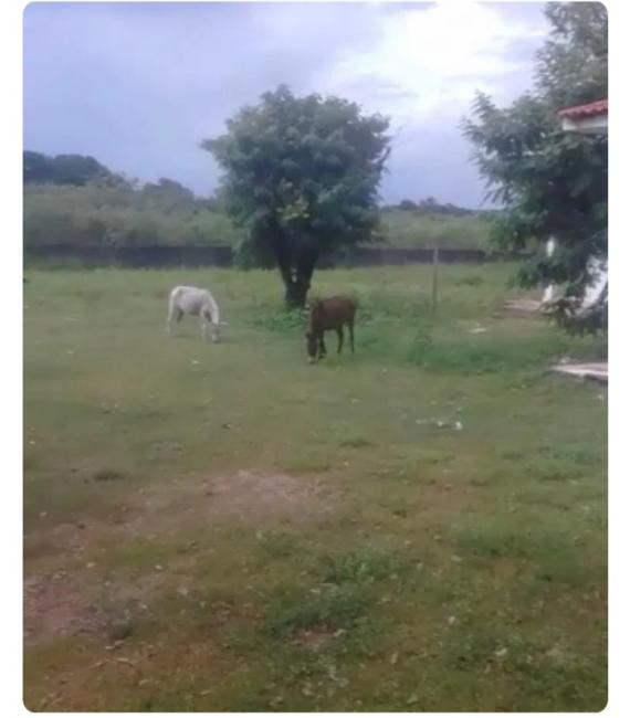 Foto reprodução 