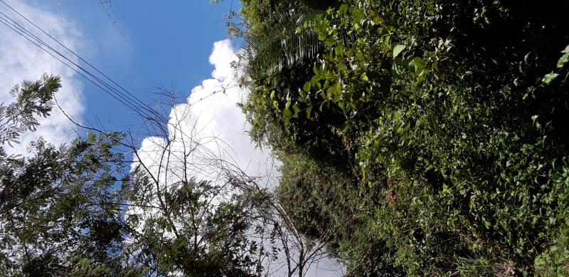 Foto divulgação rede suja com galhos de árvores. 