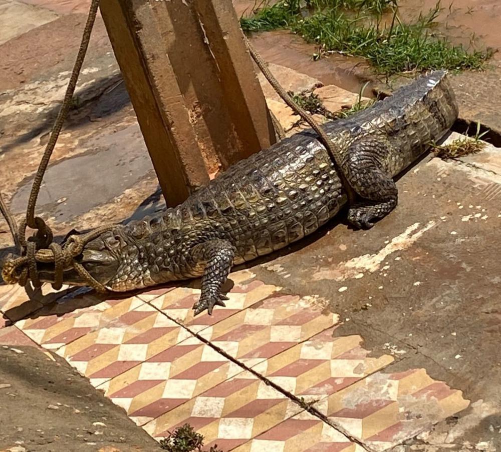 (Foto: Reprodução)