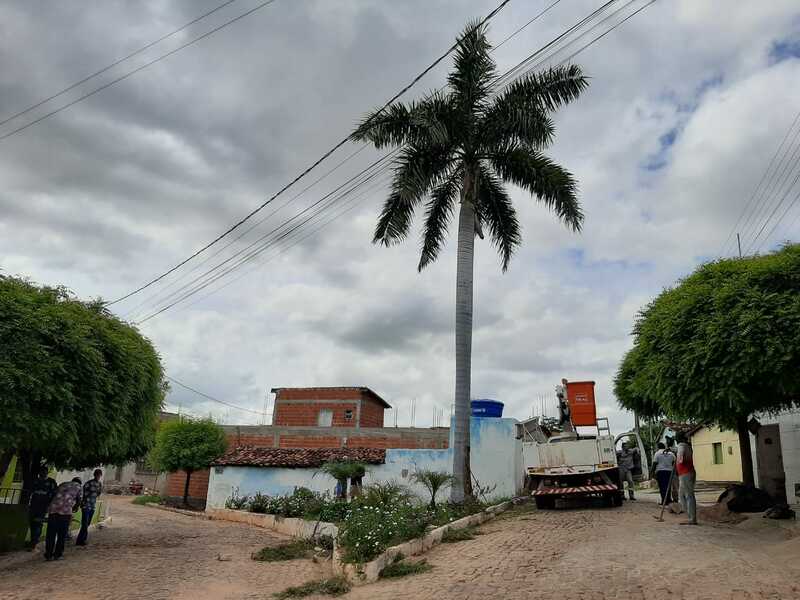 Árvore apresentava risco de queda sobre residência no bairro Morro da Macambira (Foto: Maria Ivonete)