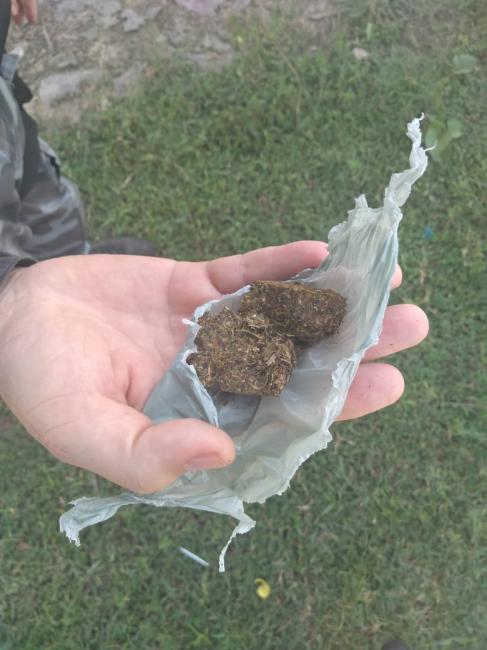 Foto da substância maconha 