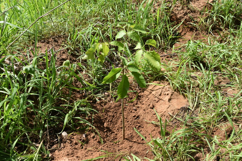Secretaria de Meio Ambiente realizou durante 2022 ações de educação ambiental, proteção animal e plantação de mudas (Foto: Maria Ivonete)