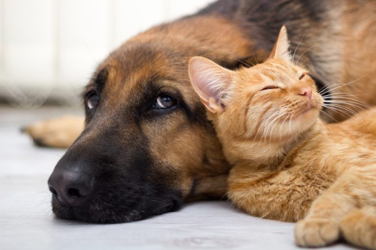Pela proposta, animais passam a ter direitos como acesso à Justiça - (Foto: pyotr021/DepositPhotos)
