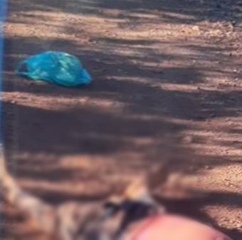Foto: Piripiri reporter