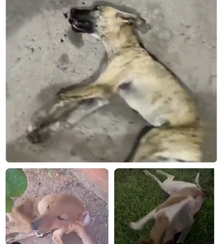 (Foto: Reprodução)
