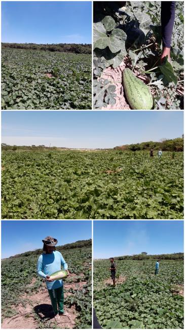 Fotos das plantações de derivados .