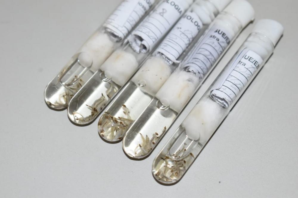 Amostras coletadas para realizar exames de Dengue (Foto: Daniel Holanda)