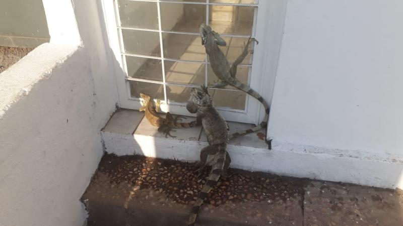 Animais buscam abrigo para fugir de incêndio. 