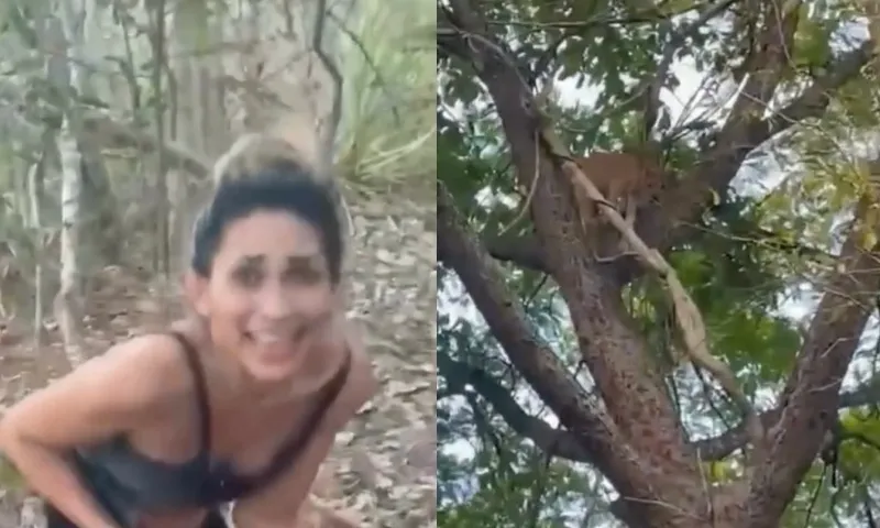 reprodução