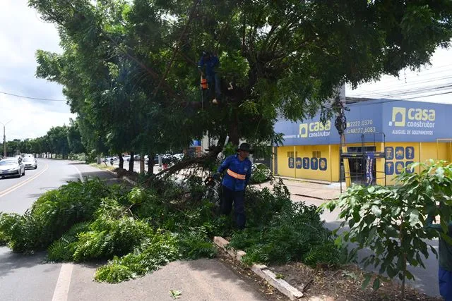 Desde 2023 o DNIT já havia solicitado da Prefeitura a substituição do Nim Indiano por árvores de espécies nativas.