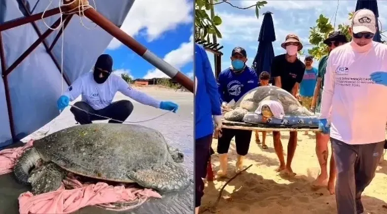 reprodução