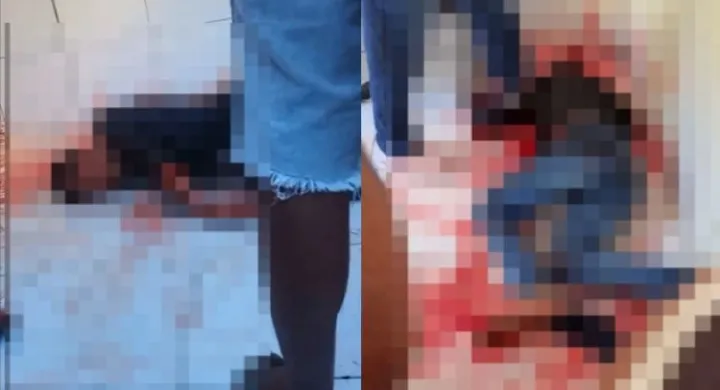 reprodução