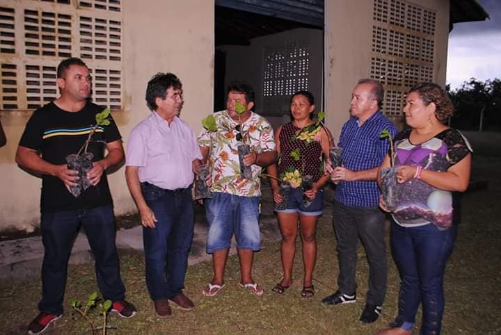 Entrega de mudas de caju