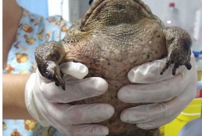 Animal estava com a boca colada e mais lesões pelo corpo em função da cola (Imagem: Reprodução / CPRH)